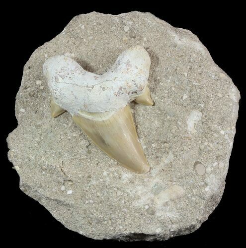 Otodus Shark Tooth Fossil In Rock - Eocene #47733